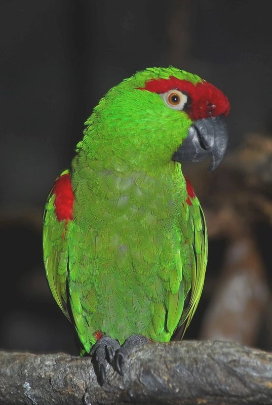 zoo_014
