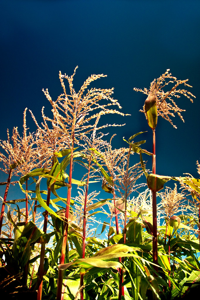 5152100331_6cfa42f6f0_b.jpg