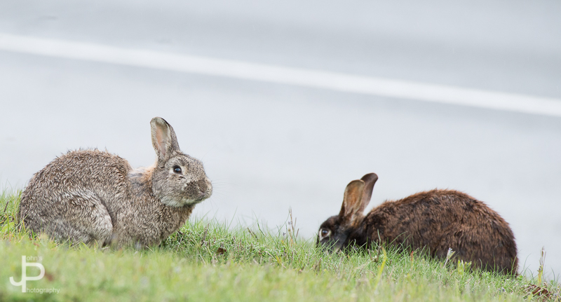 Rabbit%20%284%29.JPG