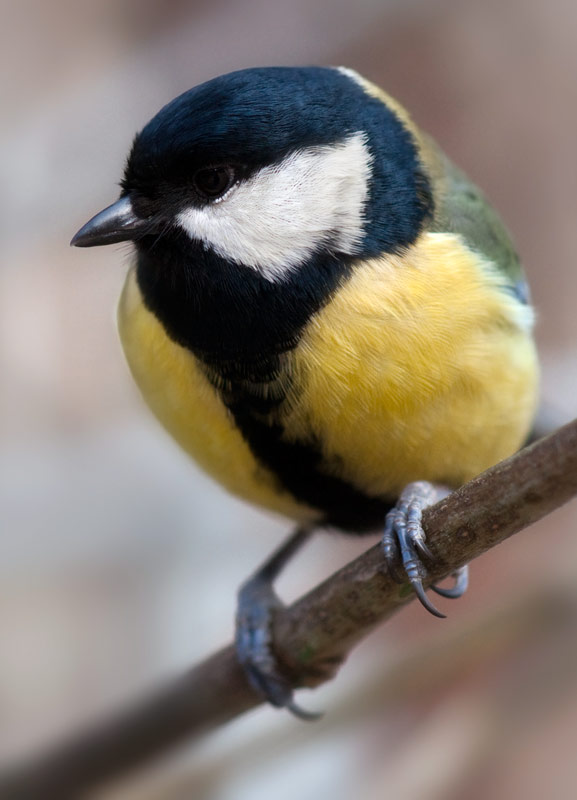 great_tit_21.jpg