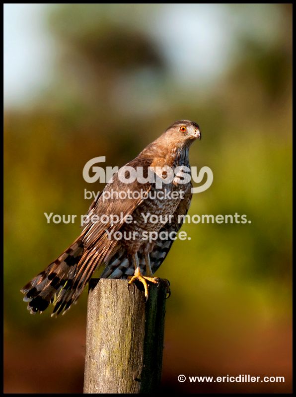 PIC_8526copy.jpg
