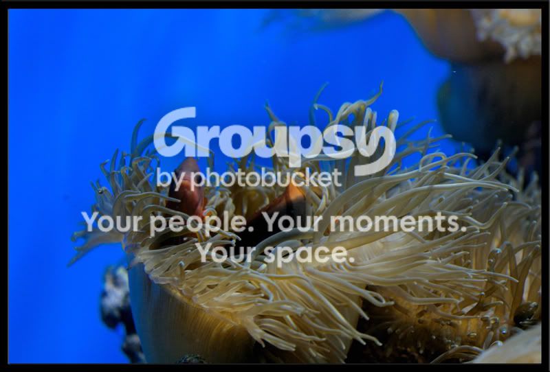 Aquarium20007a.jpg