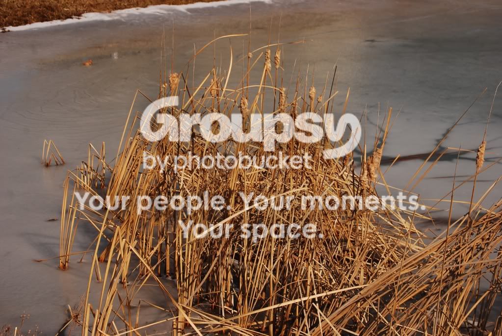 WinterCatTails.jpg