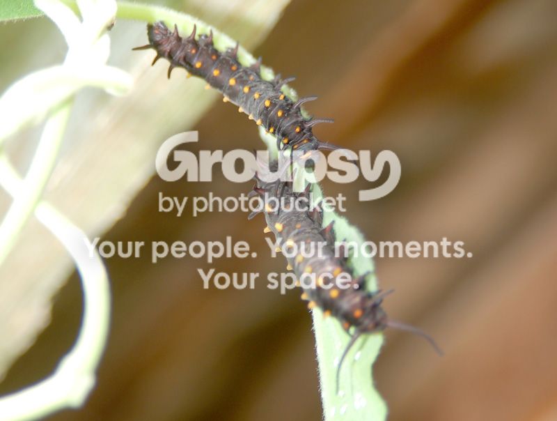 CATERPILLER005.jpg