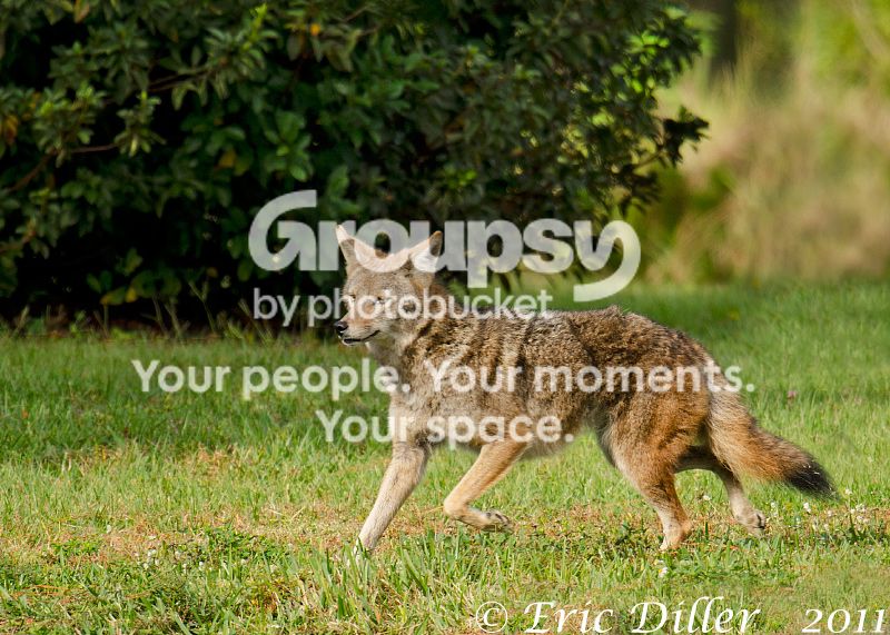 _ECD8187-copy800.jpg
