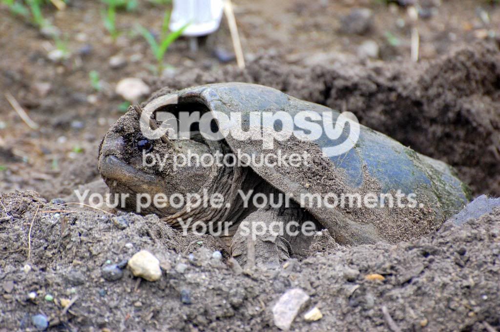 turtle31.jpg