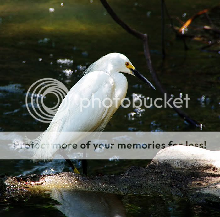 wildlife4-1.jpg