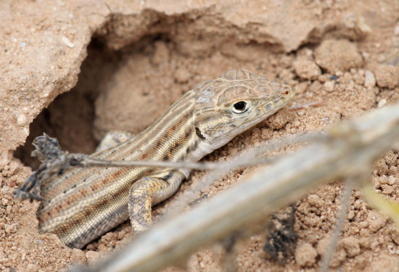 sand_lizard_01.jpg