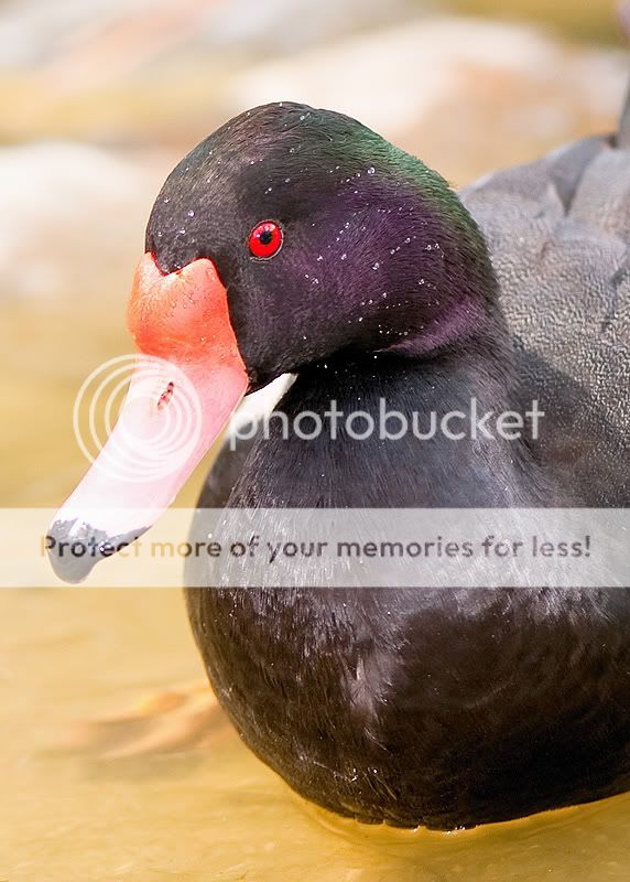 duck6.jpg
