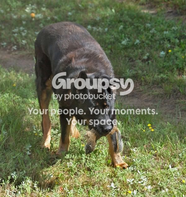 Maxgetssquirrel.jpg