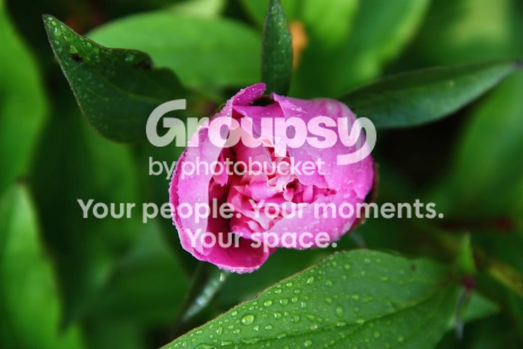 flower2-2.jpg