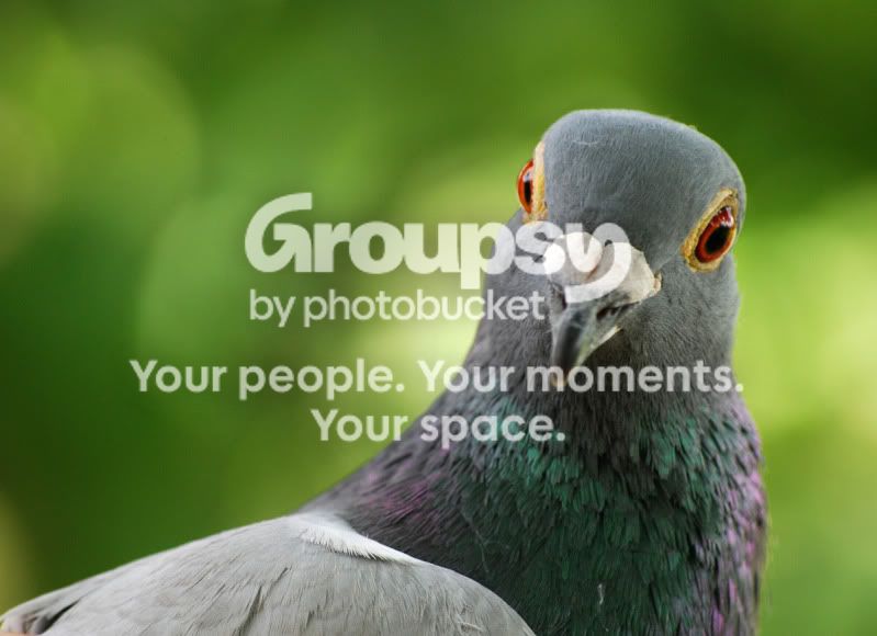 pidgeonforflickr.jpg