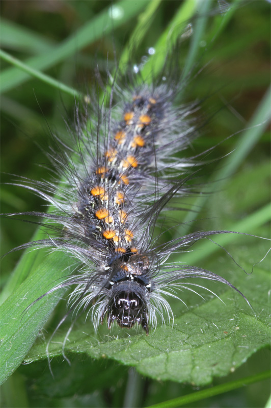 catapilla_01.jpg