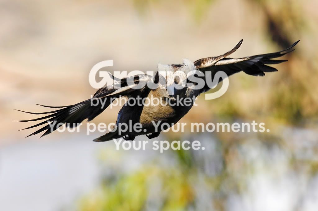 4f74f30c.jpg