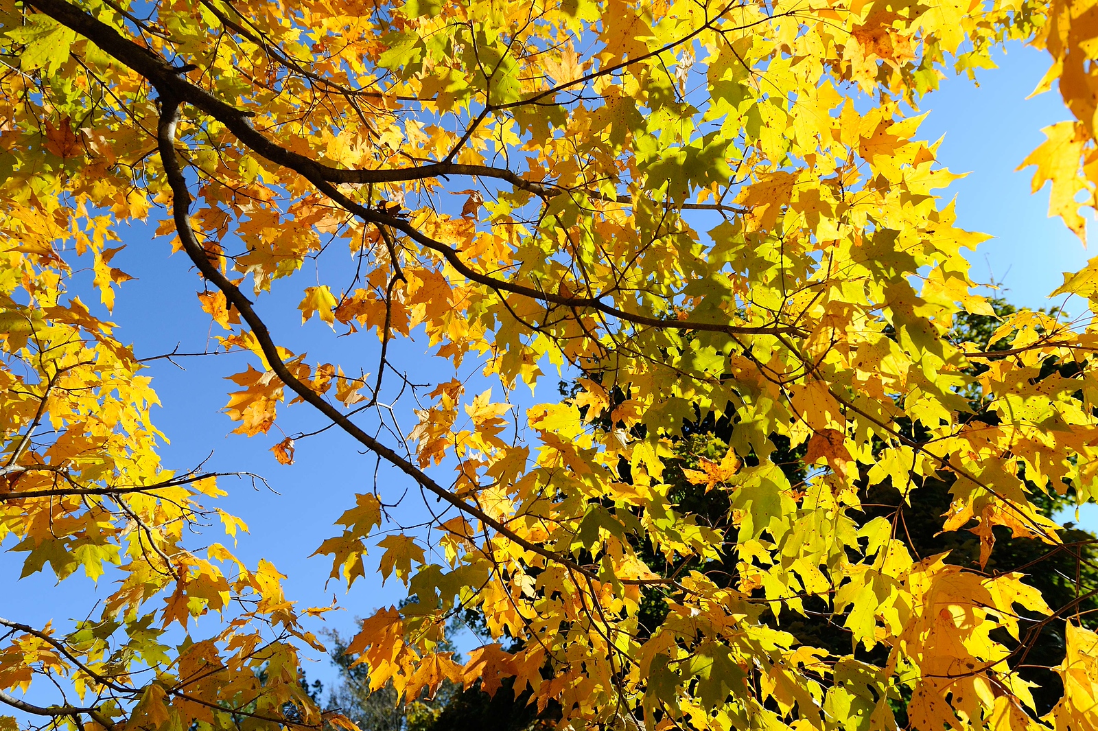 DSC_00071-X3.jpg
