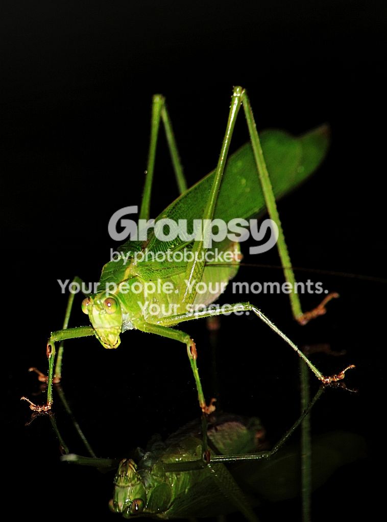 GrasshopperCarRS.jpg