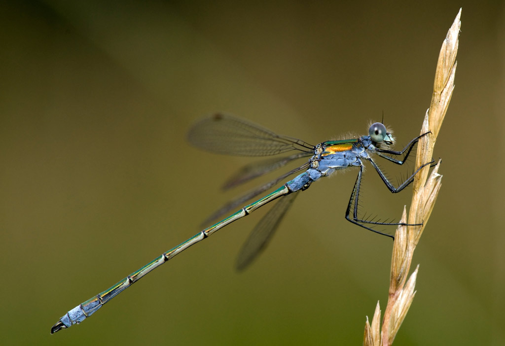 damsel_34.jpg