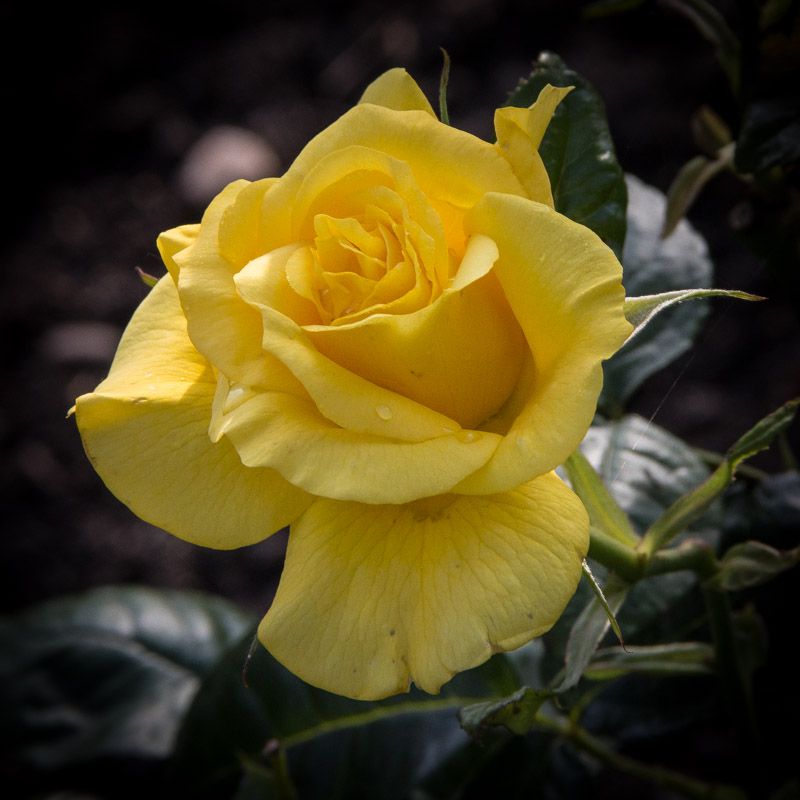 AuumntRose-1.jpg