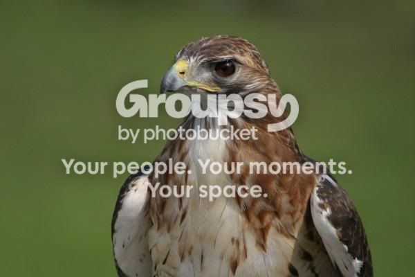 hawk.jpg