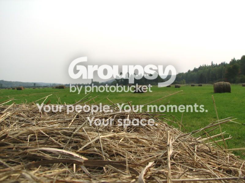 hay.jpg