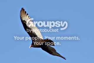 buzzard-2.jpg