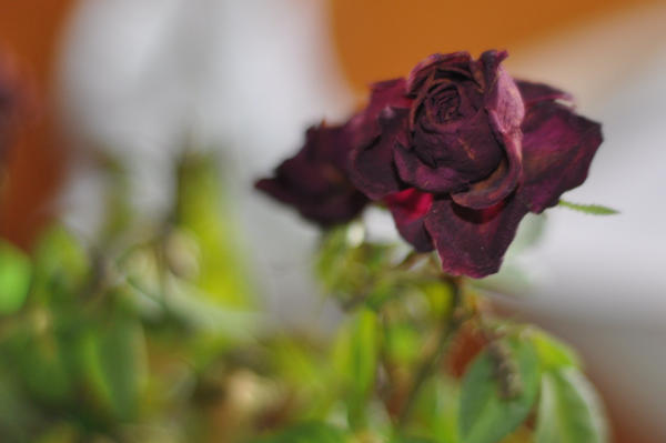 dry_rose_by_fred80.jpg
