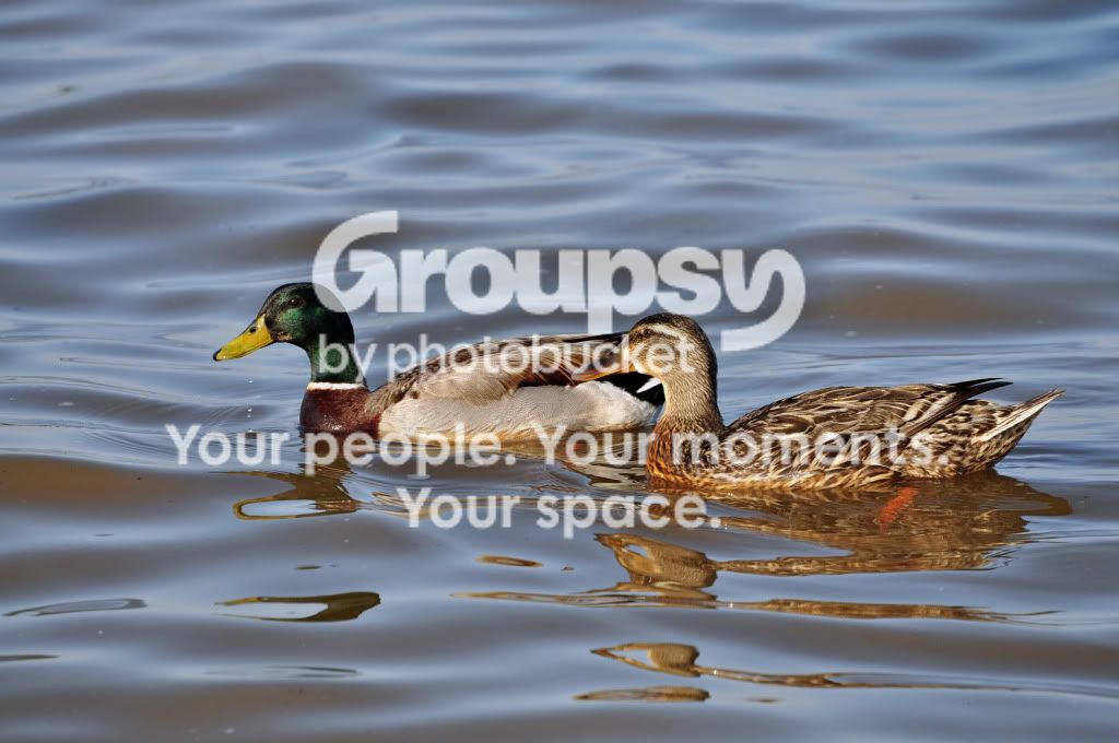 ducks.jpg