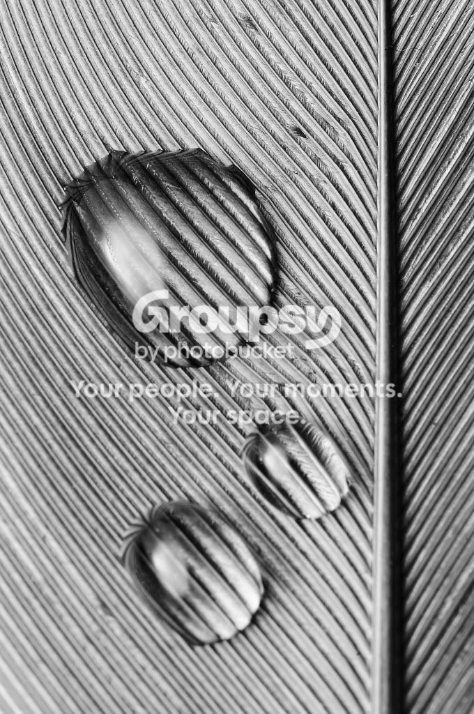 DSC_3394BW.jpg