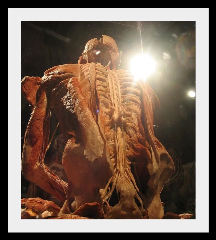 bodyworlds060.jpg
