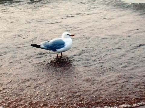 seagulls1.jpg