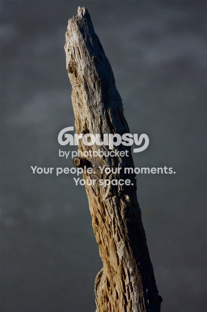 Branch.jpg