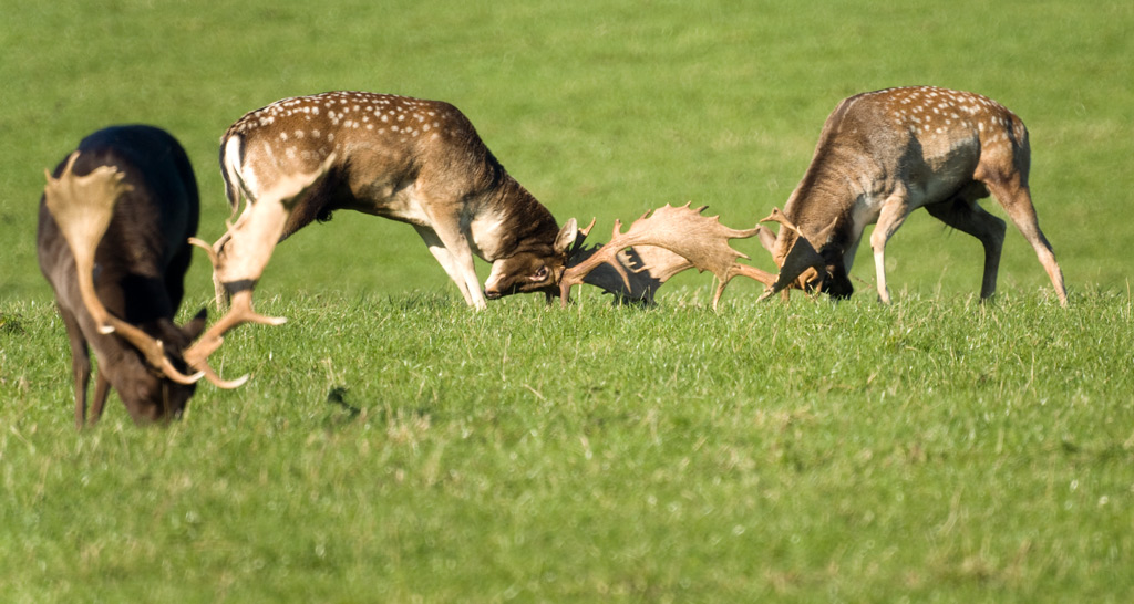 deer_13.jpg