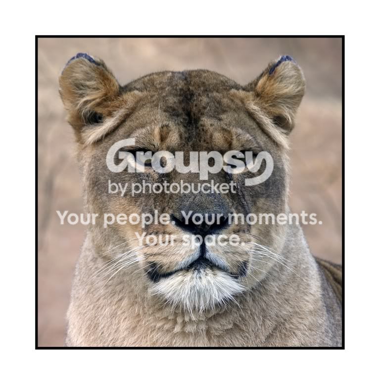 lionessedit-1.jpg