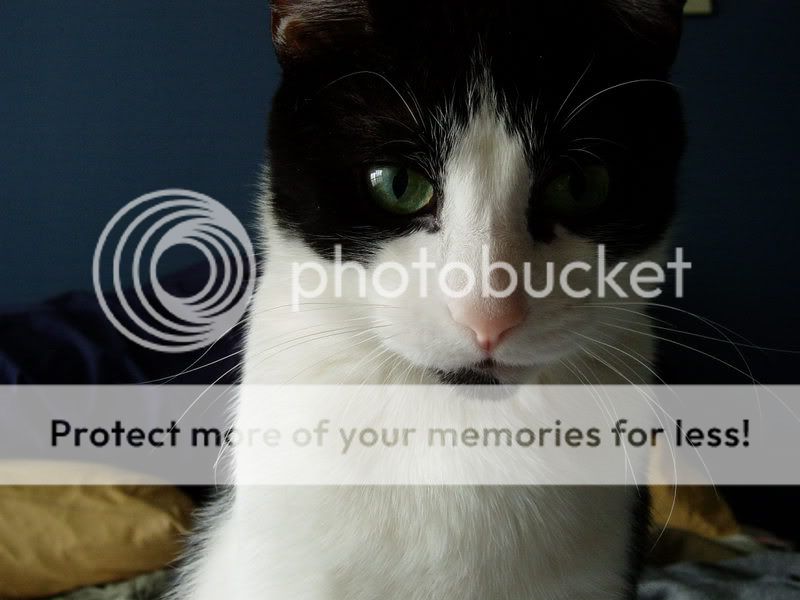 CozmoKitty29.jpg