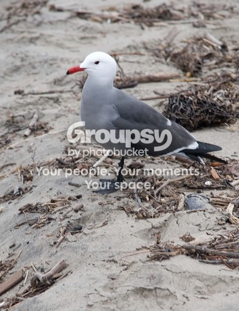 shorebird4.jpg