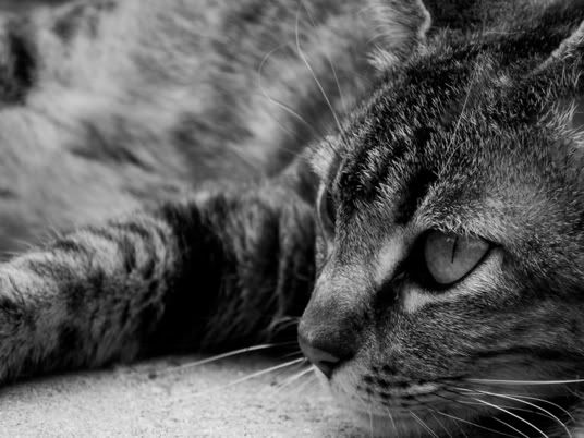 coolcat.jpg