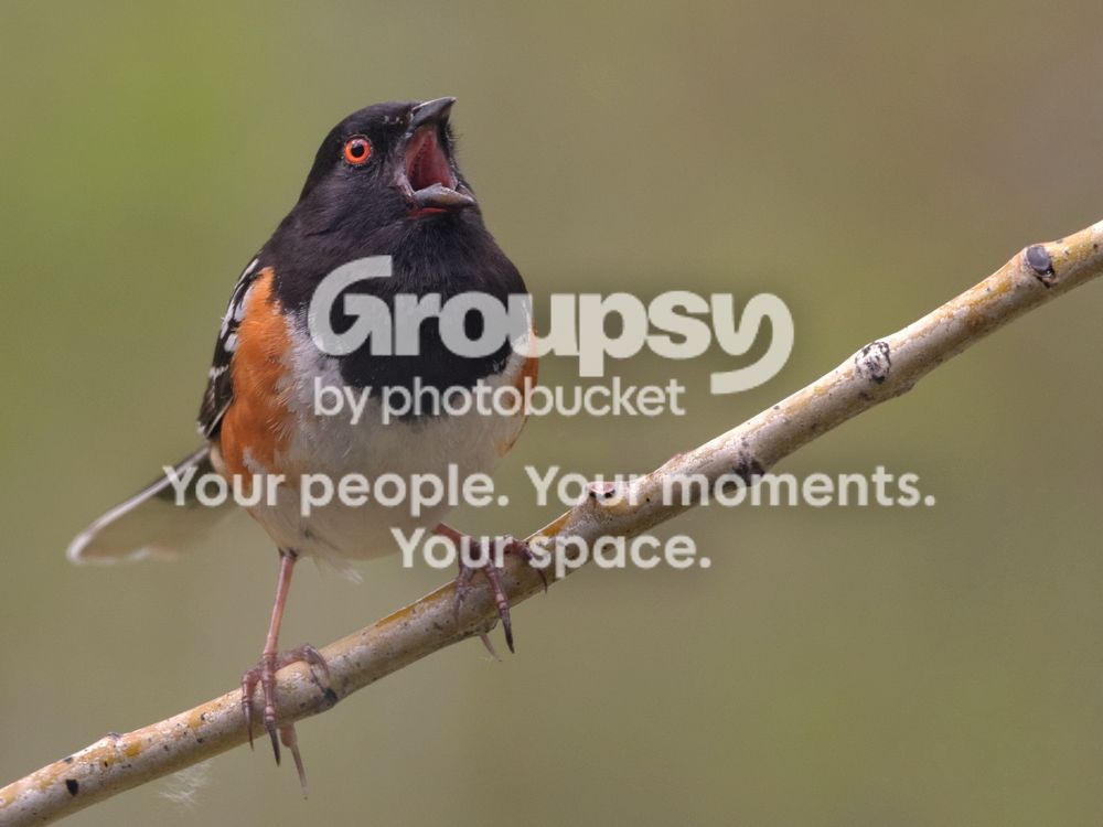 SpottedTowheeTwo_zps6c038c5e.jpg