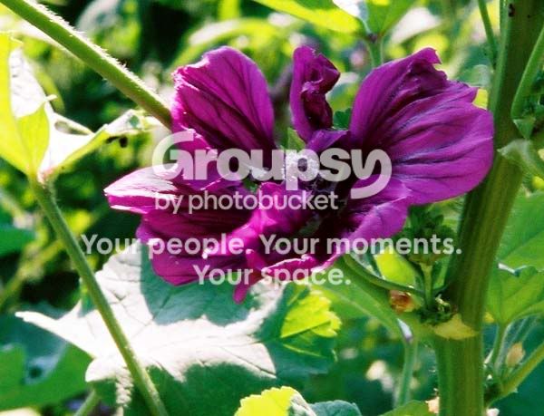 Flower003.jpg