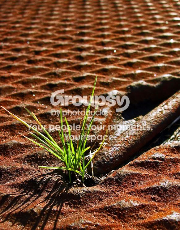 Grass01.jpg