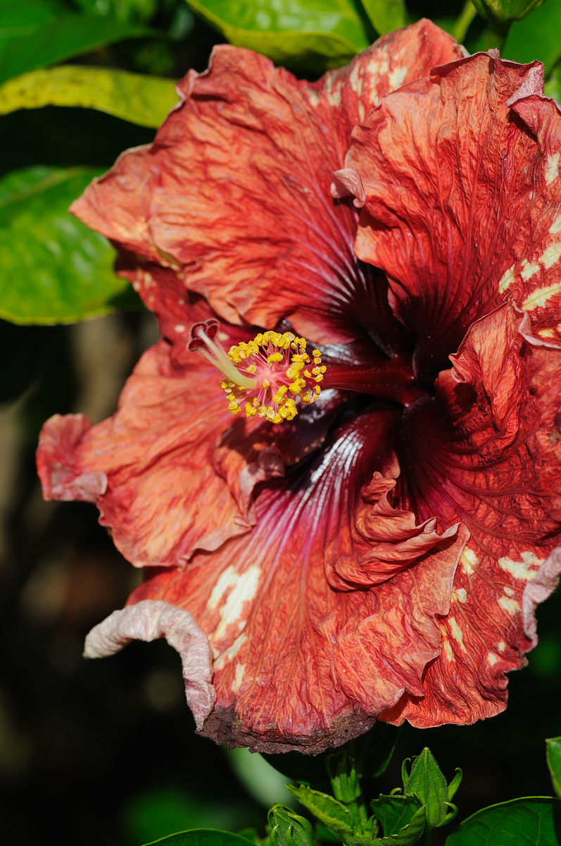 DSC_0069-X3.jpg