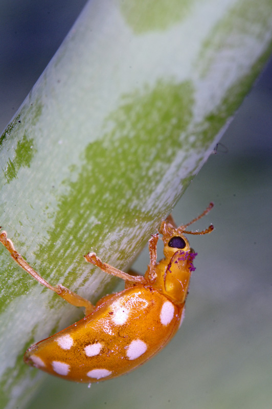 ladybird_04.jpg