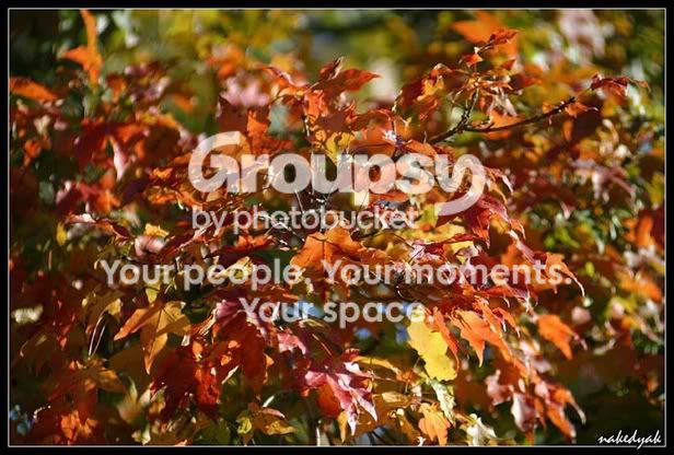 fallcolors1.jpg