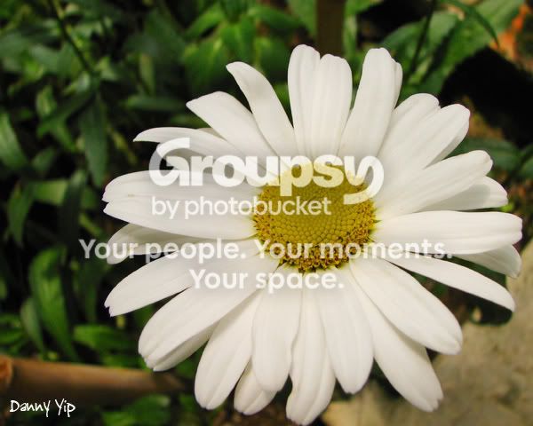 Flowers3.jpg