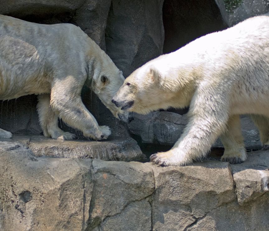 Polar052906003.jpg