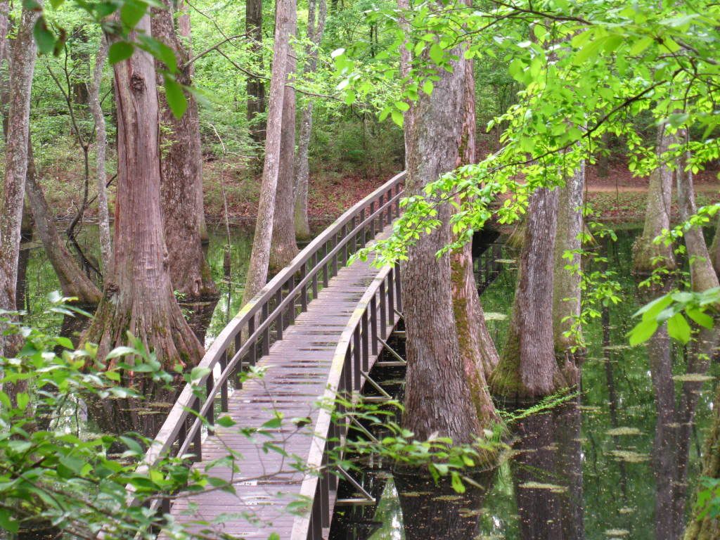 bridge4.jpg