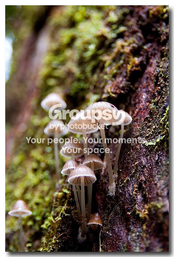 mushrooms.jpg