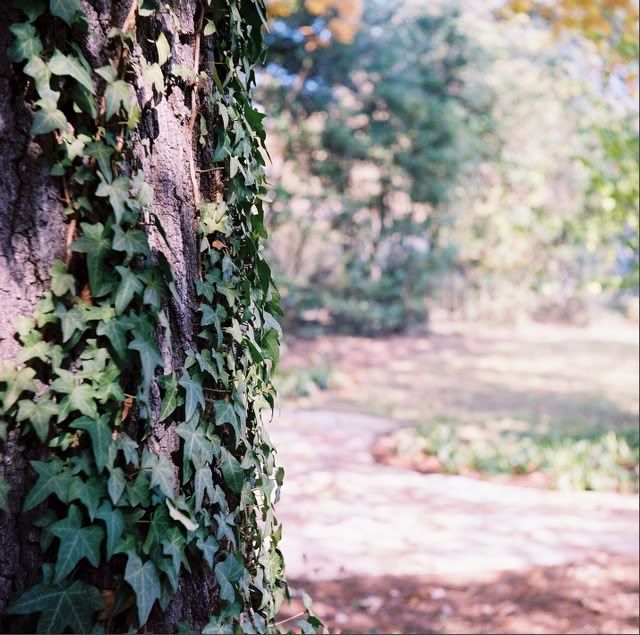 tree_ivy.jpg