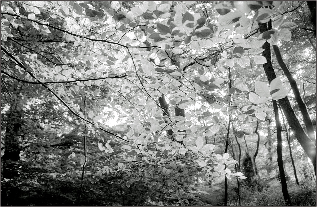 Scan-130611-0012-XL.jpg