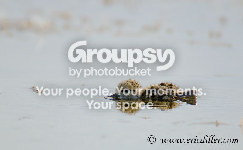 _ECD1068-copy800.jpg