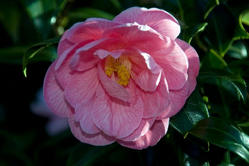 Camelia1.jpg